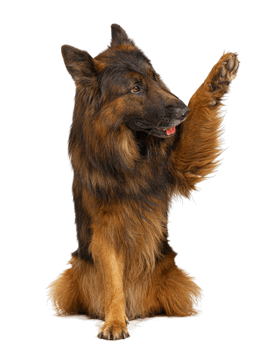 german shepherd Dog
