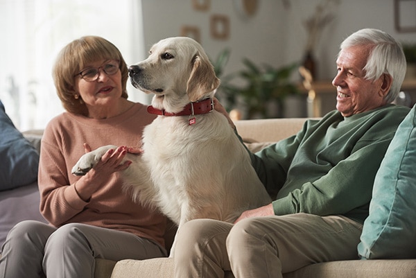 commercial pet waste removal services