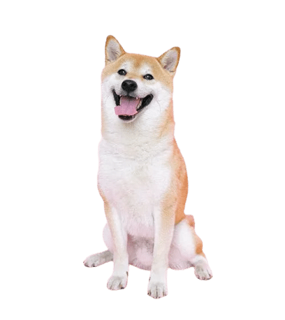shiba dog