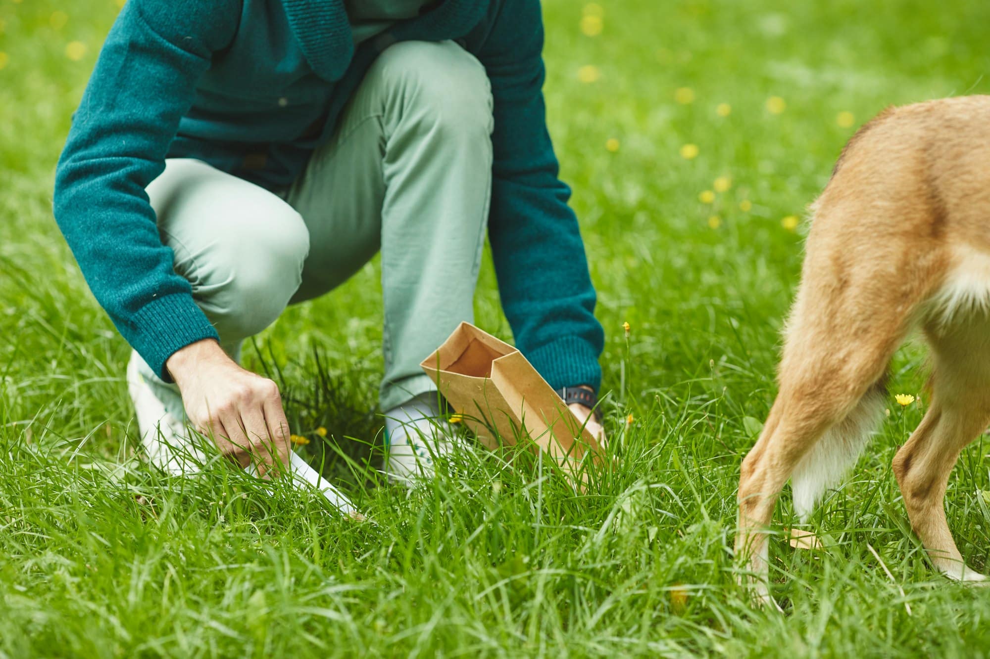 Cleaning up after dog in the park